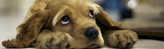 Sad loyal puppy.